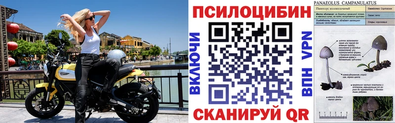 Псилоцибиновые грибы мицелий  mega зеркало  Астрахань 